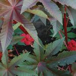 Gibsonii Castor Bean Flower Seeds AS2576