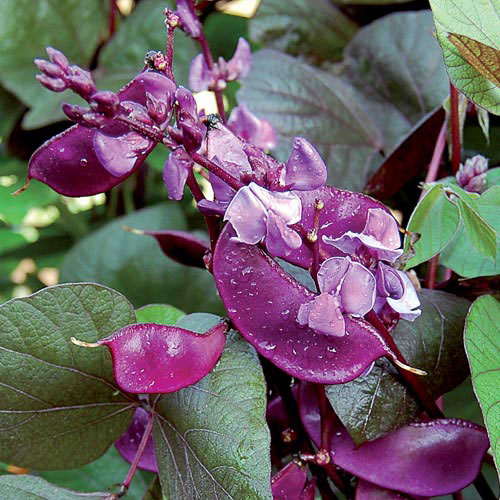 Ruby Moon Hyacinth Bean Flower Seeds AS2602