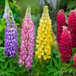 Dwarf Hybrid Lupines Mixture