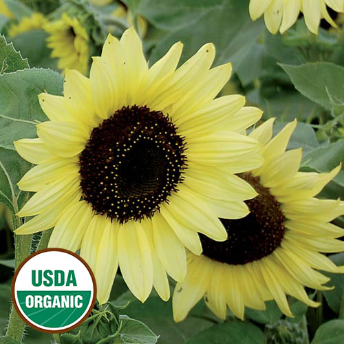 Valentine Sunflower Flower Seeds AS2419