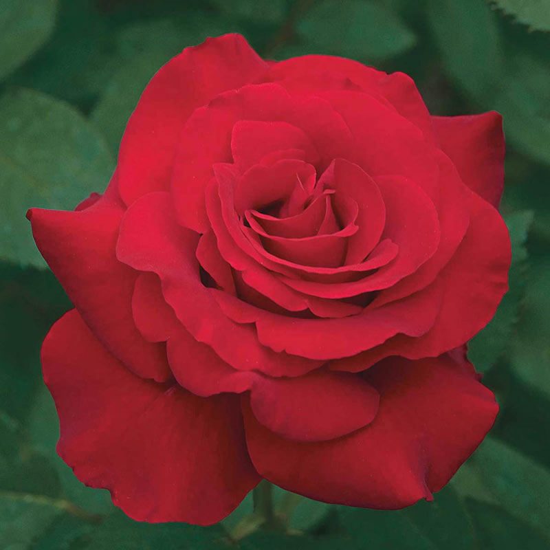 Opening Night Hybrid Tea Rose