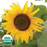 Arikara Sunflower Flower Seeds AS2401