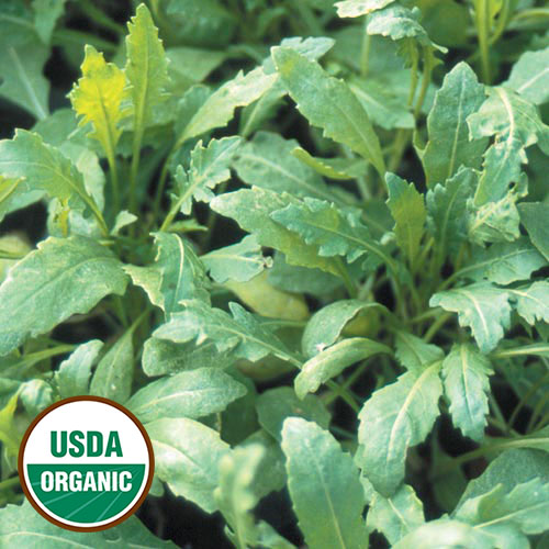 Sylvetta Arugula Vegetable Seeds AS2004