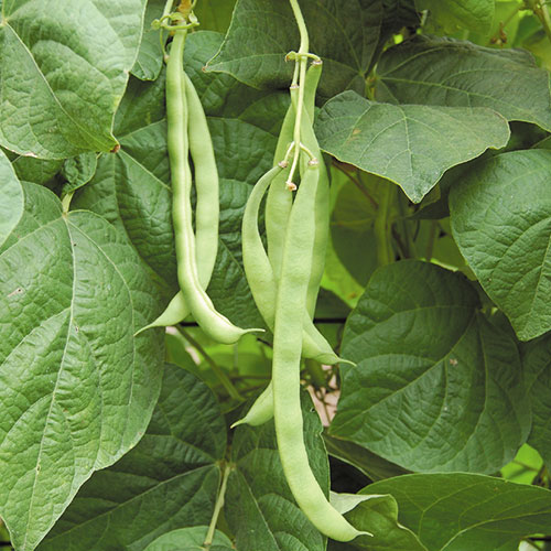 Kentucky Wonder Pole Bean Vegetable Seeds AS2028