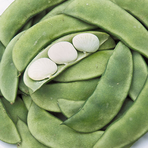 Henderson Bush Lima Bean Vegetable Seeds AS2180