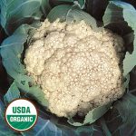 Early Snowball Cauliflower Vegetable Seeds AS2059