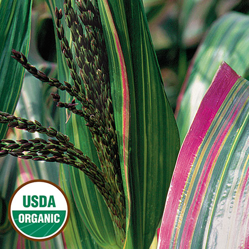 Japonica Striped Maize Corn Vegetable Seeds AS2076