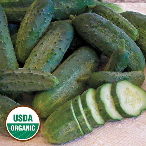 Snow's Fancy Pickling Cucumber Vegetable Seeds AS2104