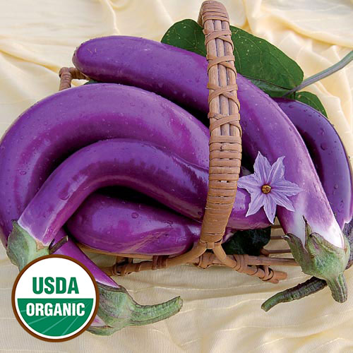 Pingtung Long Eggplant Vegetable Seeds AS2114