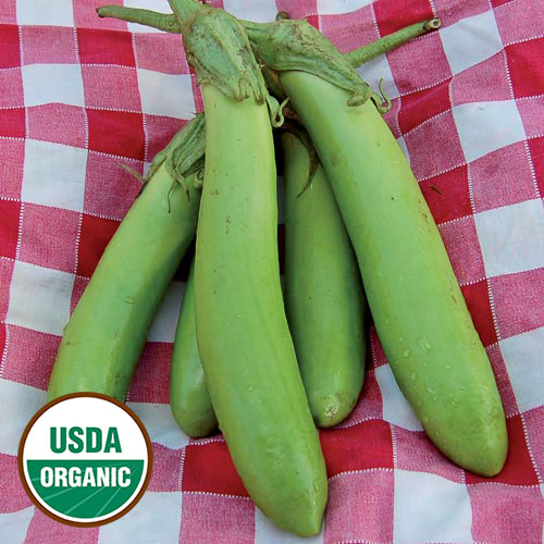 Thai Green Eggplant Vegetable Seeds AS2116