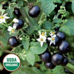 Garden Huckleberry Vegetable Seeds AS2119