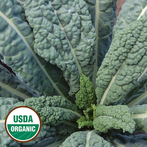Lacinato Kale Vegetable Seeds AS2143