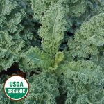 Dwarf Blue Curled Kale Vegetable Seeds AS2140