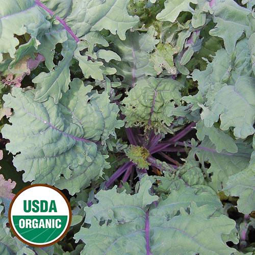 Red Russian Kale Vegetable Seeds AS2145