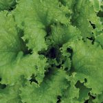 Slobolt Lettuce Vegetable Seeds AS2462