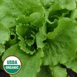 Webb's Wonderful Lettuce Vegetable Seeds AS2468