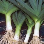 Blue Solaise Leek Vegetable Seeds AS2151