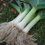 Giant Musselburgh Leek Vegetable Seeds AS2153