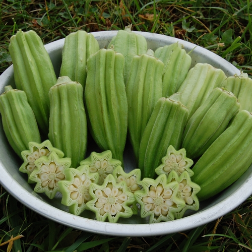 Star of David Okra Vegetable Seeds AS2211