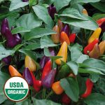 Aurora Pepper Vegetable Seeds AS2234