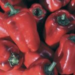 Buran Pepper Vegetable Seeds AS2240