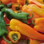Golden Treasure Pepper Vegetable Seeds AS2251