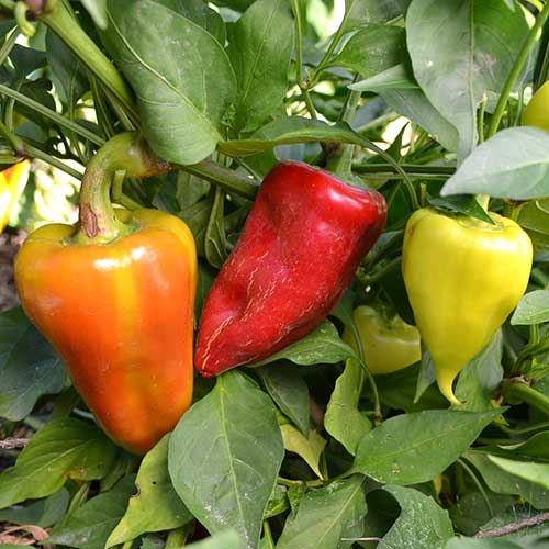 Healthy Pepper Vegetable Seeds AS2474