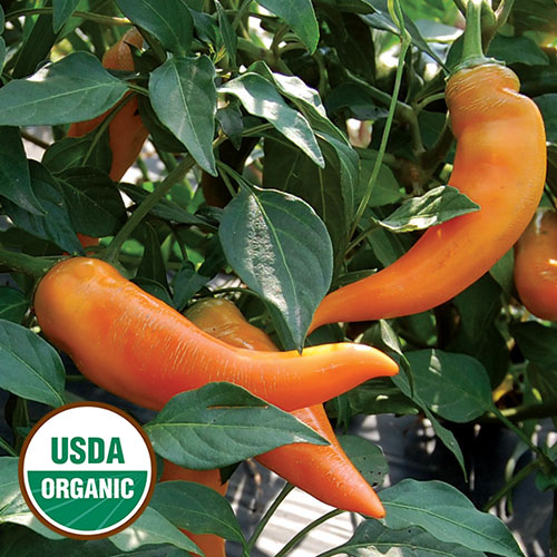 Tequila Sunrise Pepper Vegetable Seeds AS2500