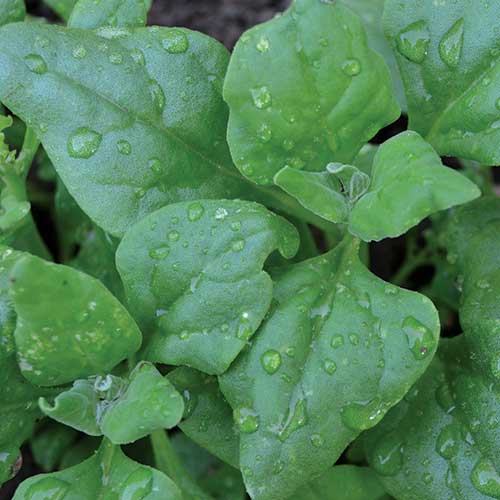 New Zealand Spinach Vegetable Seeds AS2278