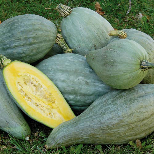 Sibley Squash Vegetable Seeds AS2505
