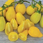 Beam's Yellow Pear Tomato Vegetable Seeds AS2319