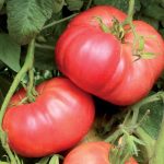 Crnkovic Yugoslavian Tomato Vegetable Seeds AS2331
