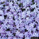 Blue Emerald Creeping Phlox Plant