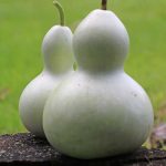 Birdhouse Gourd Vegetable Seeds AS2131