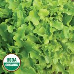 Gold Rush Lettuce Vegetable Seeds AS2168