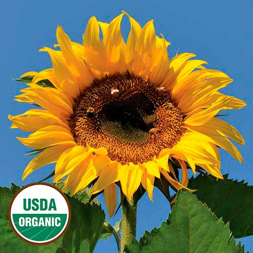 Tarahumara Sunflower Flower Seeds AS2415