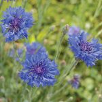Blue Boy Bachelor's Buttons Flower Seeds AS2369