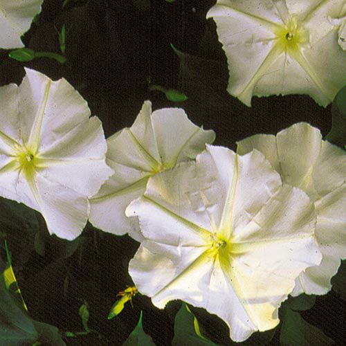 Moonflower Flower Seeds AS2590