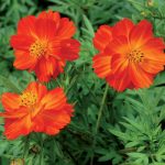 Flower, Diablo Cosmos Flower Seeds AS2376