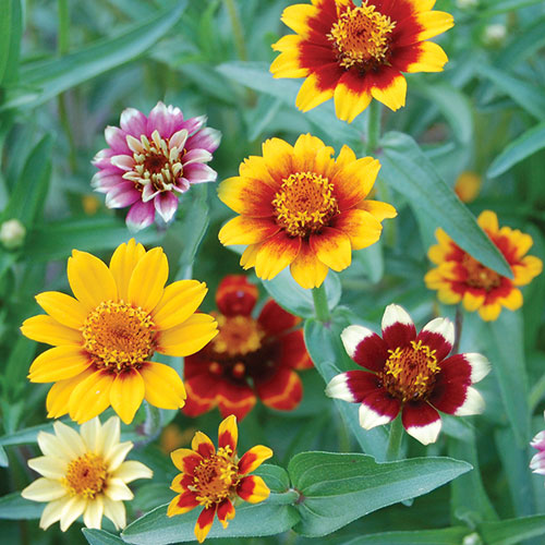 Persian Carpets Zinnia Flower Seeds AS2596