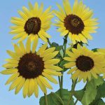 Giant Primrose Sunflower Flower Seeds AS2405