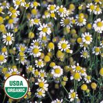 German Chamomile Herb Seeds AS2434