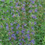 Hyssop Herb Seeds AS2440