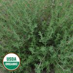 Thyme Herb Seeds AS2632