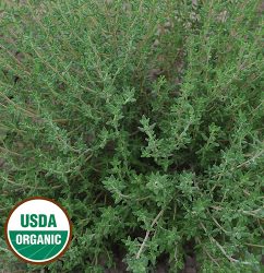 Thyme Herb Seeds AS2632