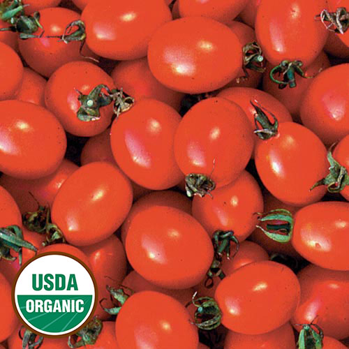Principe Borghese Tomato Vegetable Seeds AS2550