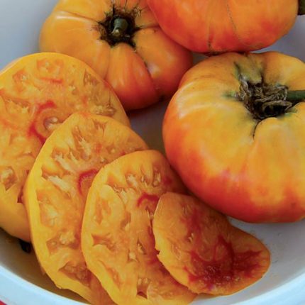 Gold Medal Tomato Vegetable Seeds AS2520