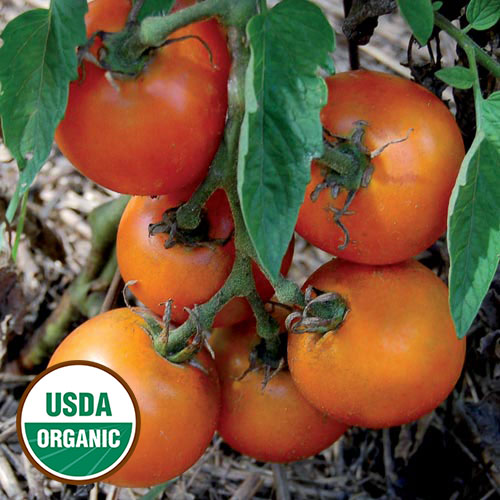 Jaune Flamme Tomato Vegetable Seeds AS2530