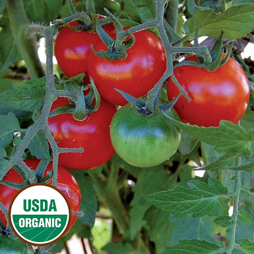 Large Red Cherry Tomato Vegetable Seeds AS2535