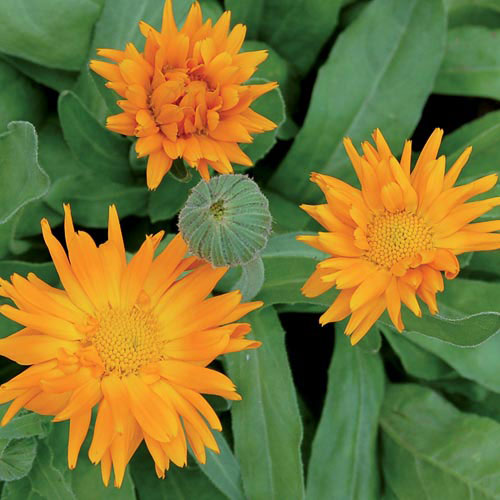 Radio Calendula Flower Seeds AS2598